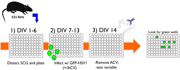 figure-protocol-19256