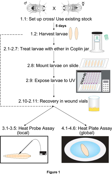 figure-protocol-15839
