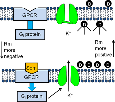 figure-protocol-6046