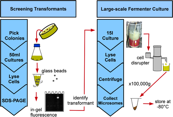 figure-protocol-16578