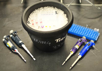figure-protocol-58916 Laboratory pipettes and tubes for DNA extraction experiment with ice bath and rack setup.