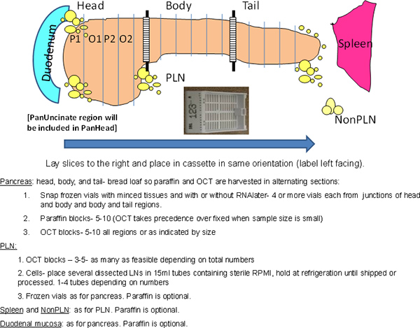 figure-protocol-10089