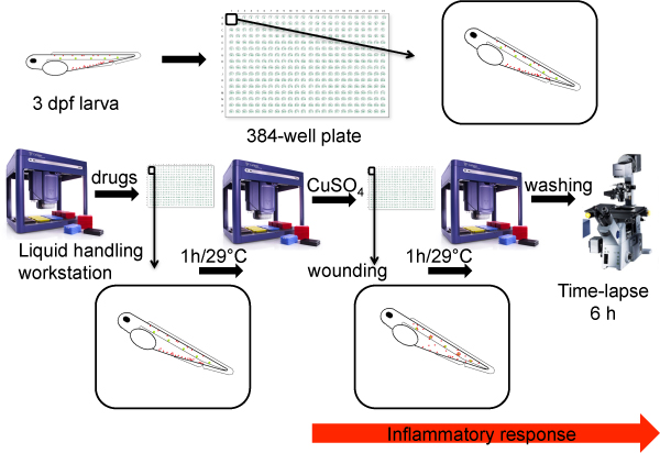 figure-protocol-11560