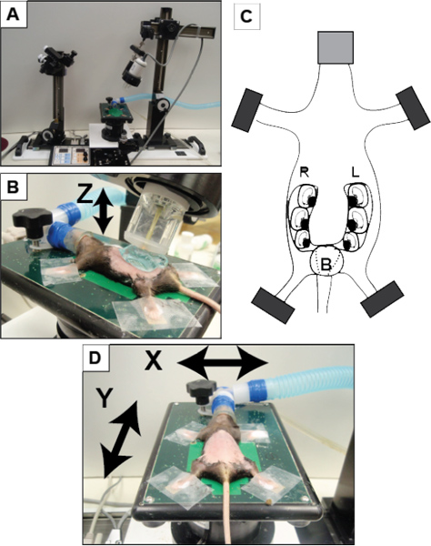 figure-protocol-13131