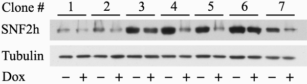 figure-protocol-12674