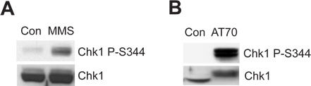 figure-protocol-9436
