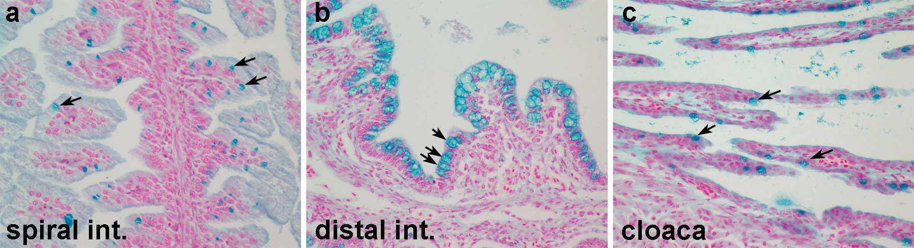 RNA In situ Hybridization in Whole Mount Embryos and Cell Histology Adapted  for Marine Elasmobranchs