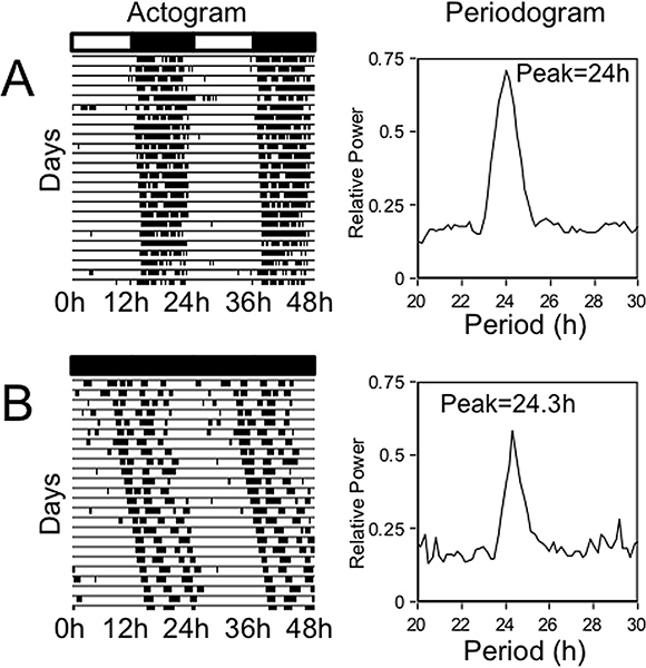 Biological Rhythm Measurements in Rodents