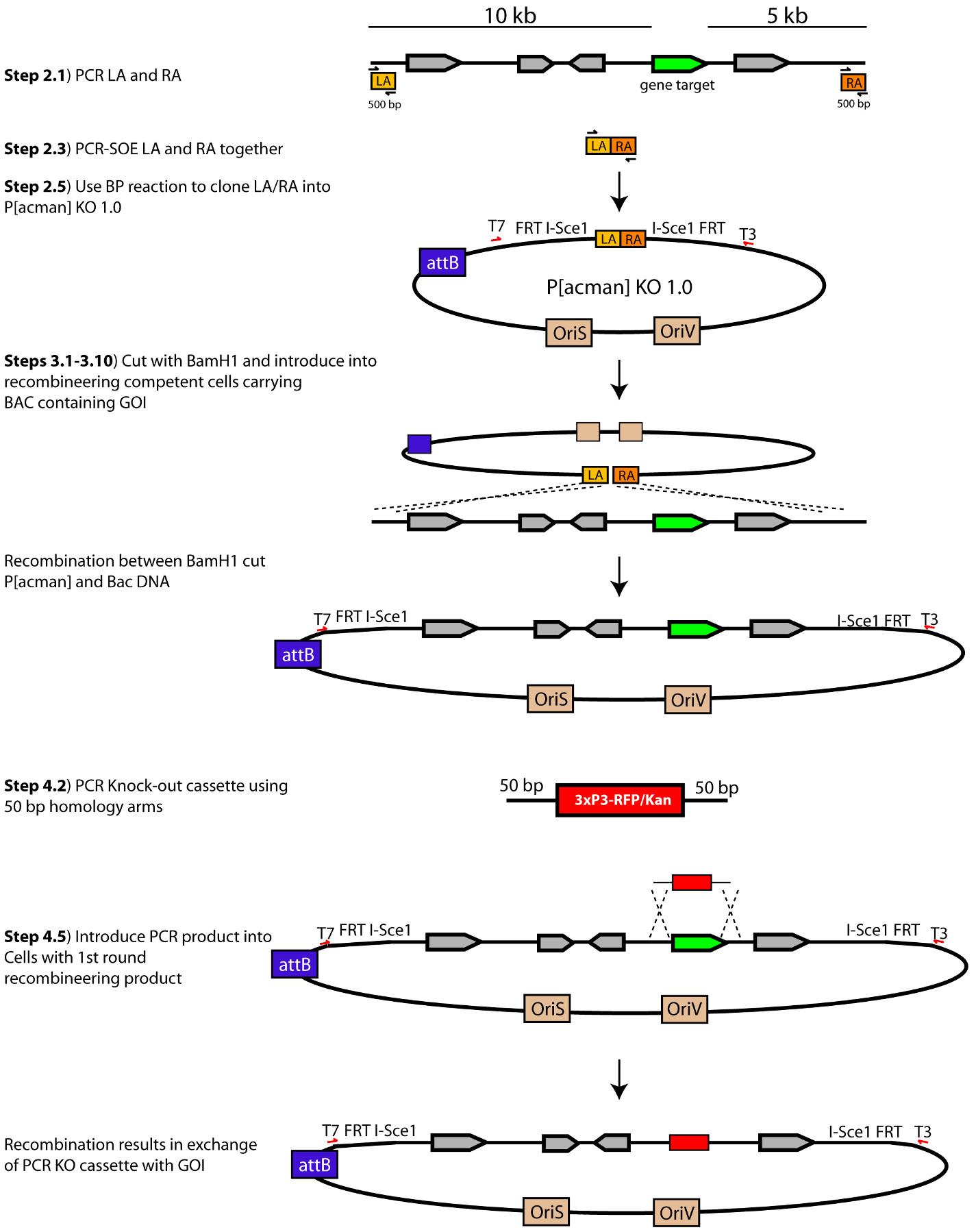 Recombineering Homologous Recombination Constructs in Drosophila