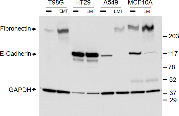 figure-representative results-8822