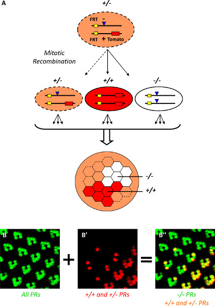 Mitotic recombination diagram; displays genetic modification process and fluorescence microscopy.