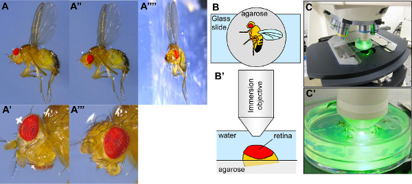 Drosophila eye imaging; setup with diagram and microscope; retinal analysis in agarose.