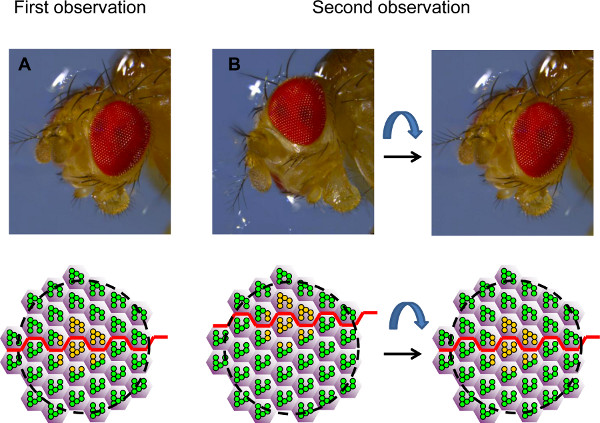 Drosophila eye pattern observation diagram; genetic change; microscopy and diagram analysis.