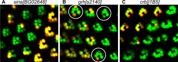 Cell fluorescence microscopy images; protein localization experiment; A: sina, B: grh, C: crb mutants.