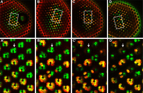 Fluorescence microscopy of plant cell patterning, revealing cellular arrangements in hexagonal grid.