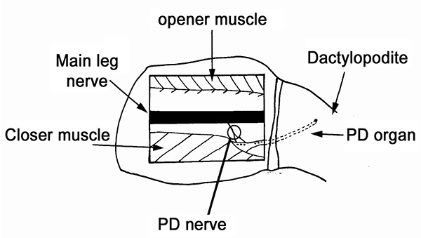 figure-protocol-2968