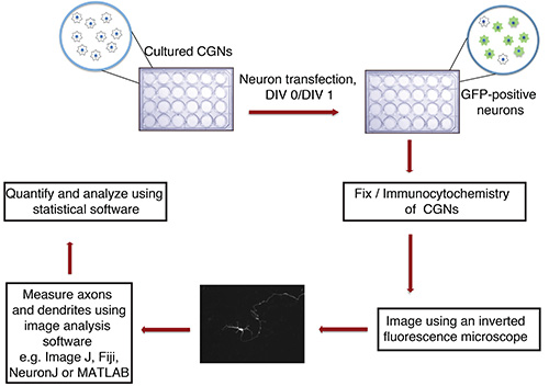 figure-protocol-1356