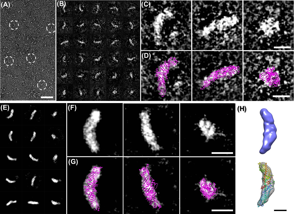 Cryo-EM protein structure analysis; panel images showing molecule conformations and 3D reconstructions.