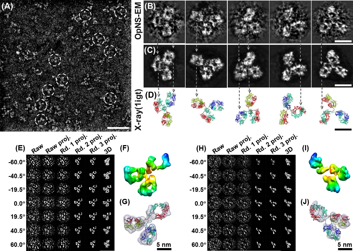 Electron microscopy analysis; OpNS-EM, X-ray model comparison; structural biology diagram.