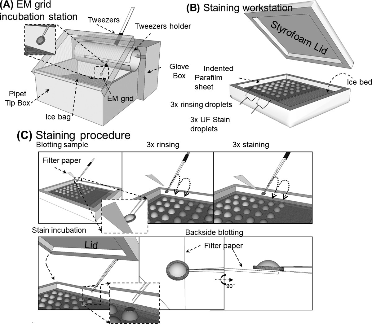 Electron microscopy grid staining process, including incubation station, workstation, and procedure steps.