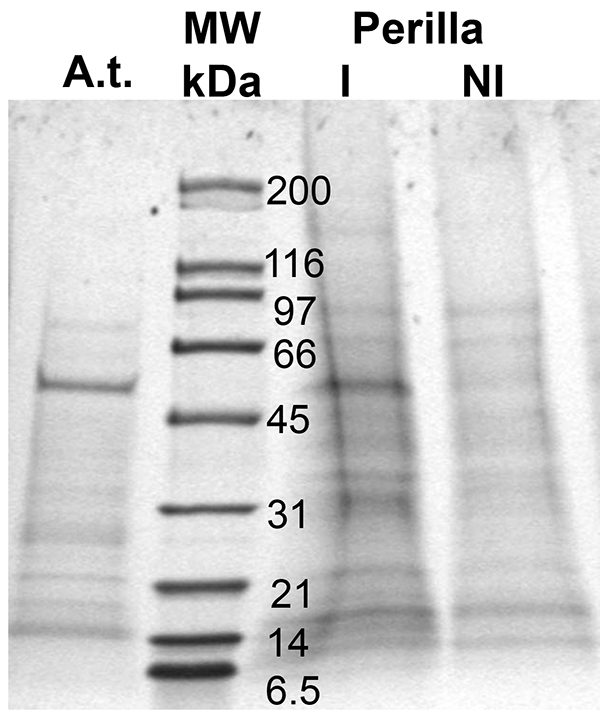 figure-representative results-5275