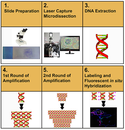 2D and 3D Chromosome Painting in Malaria Mosquitoes Video JoVE