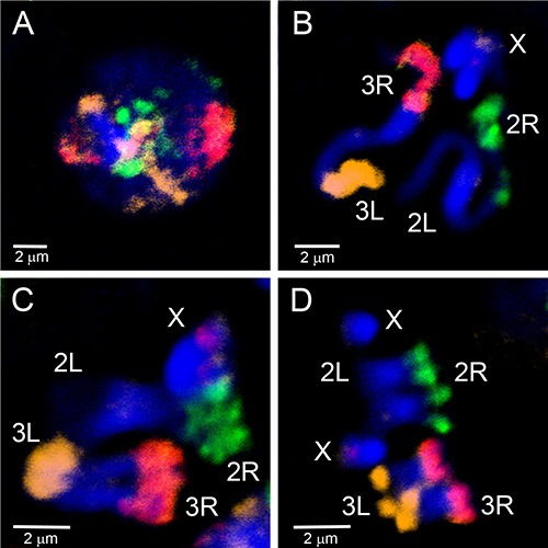 2D and 3D Chromosome Painting in Malaria Mosquitoes Video JoVE