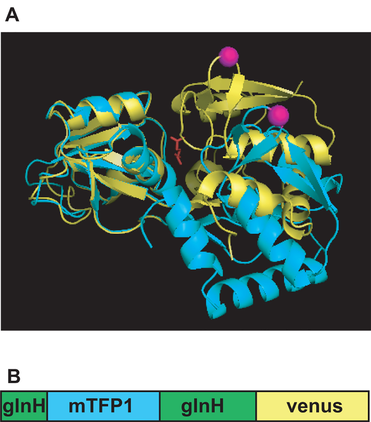 Glutamine Flux Imaging Using Genetically Encoded Sensors