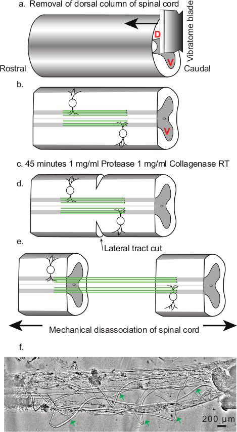 figure-protocol-6657