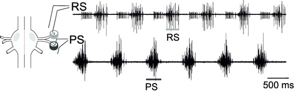 Neural signal timing analysis, diagram, RS and PS, electrophysiological recording waveforms.