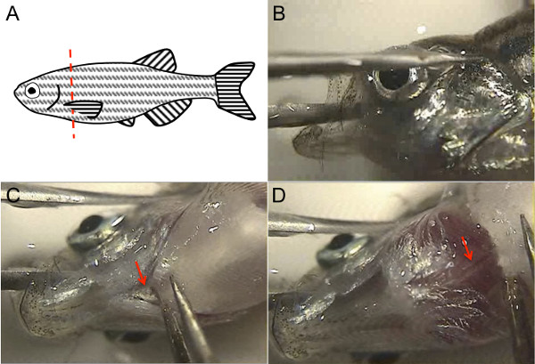 Zebrafish dissection stages showing gill structure in diagram and microscope images.