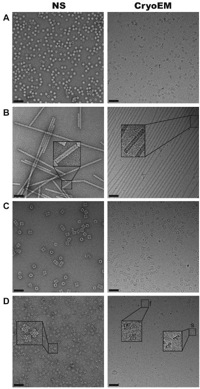 Do's And Don'ts Of Cryo-electron Microscopy: A Primer On Sample ...