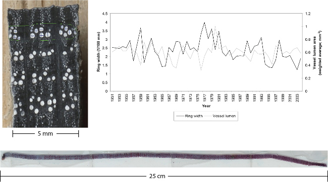 Forests | Free Full-Text | Fine-Scale NDVI Reconstruction Back to 1906 from  Tree-Rings in the Greater Yellowstone Ecosystem