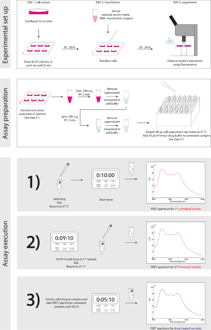 figure-protocol-7258