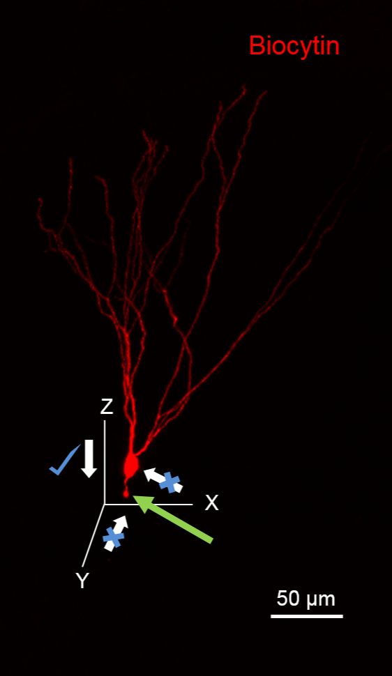 figure-protocol-2595