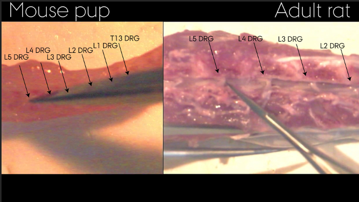 figure-protocol-4699