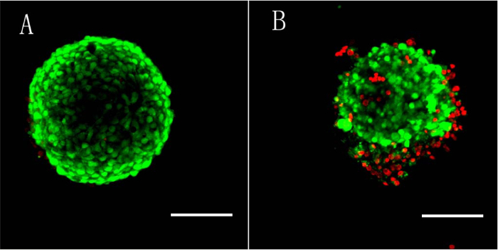 In Vitro Growth Of Mouse Preantral Follicles Under Simulated Microgravity