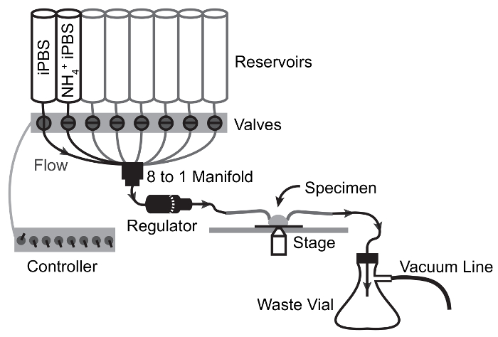 figure-protocol-8638