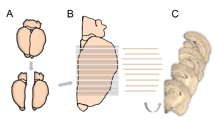 figure-protocol-13904