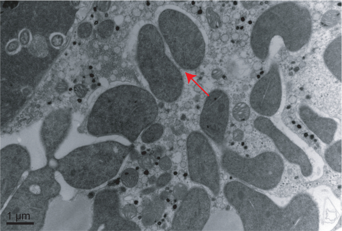 Methods for the Extraction of Endosymbionts from the Whitefly