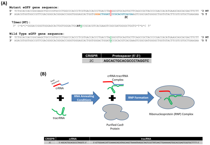 A Standard Methodology to Examine On-site Mutagenicity As a Function of ...