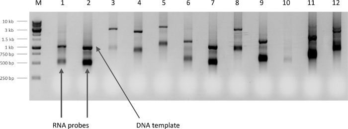 figure-representative results-2514