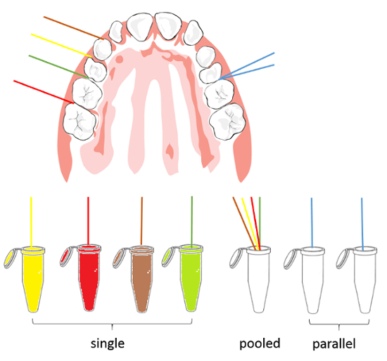 Oral Biofilm Sampling For Microbiome Analysis In Healthy Children ...