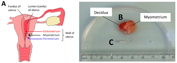 figure-results-4841