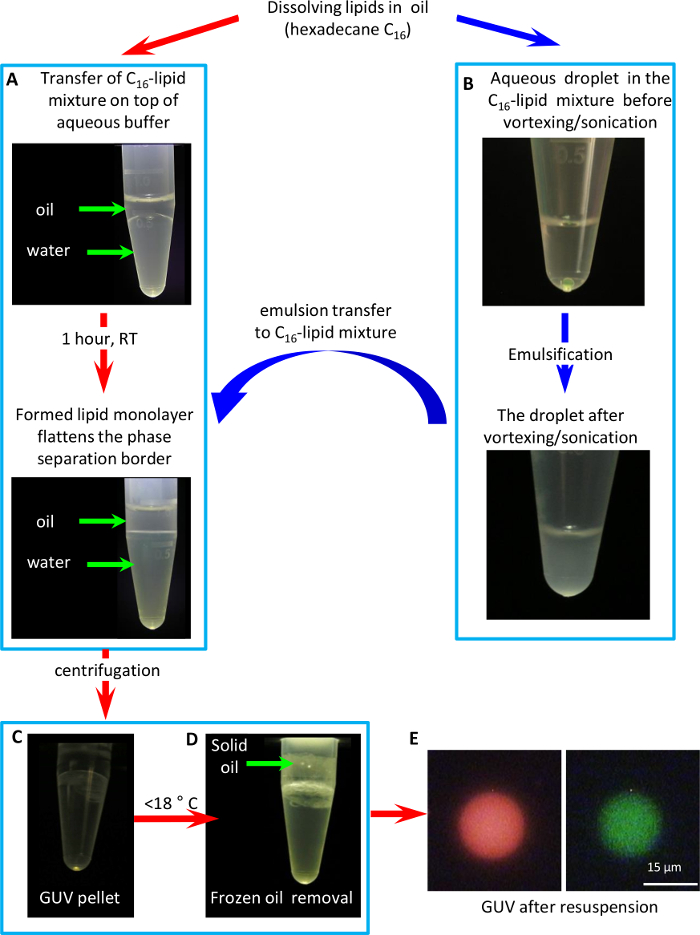 Detergent-free Ultrafast Reconstitution of Membrane Proteins into Lipid ...