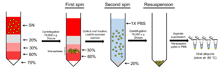 figure-protocol-3256