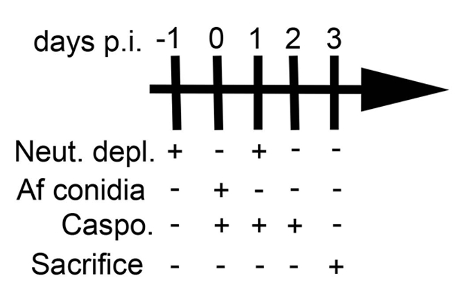 figure-protocol-3244