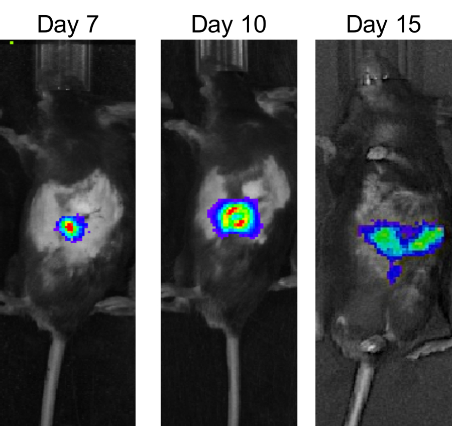 Fissac on X: 🦀 El ejercicio puede reducir el crecimiento tumoral en  modelos de ratón con cáncer de páncreas. 🏃‍♀️ El ejercicio es una de las  principales herramientas de prevención del cáncer