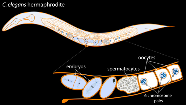 Manipulation Of Ploidy In Caenorhabditis Elegans