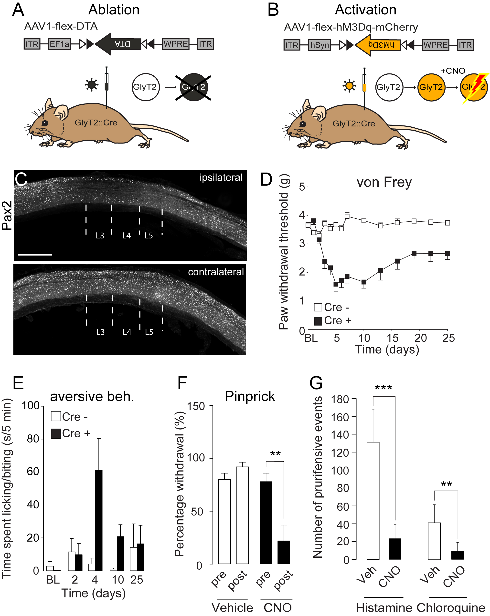 Adeno-associated Virus-mediated Transgene Expression in Genetically Defined  Neurons of the Spinal Cord (Video) | JoVE